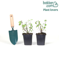 Salie 'Hotlips' (x2)