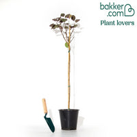 Pruikenboom 'Royal Purple' 3L pot 60 cm hoog