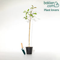 Glansmispel 'Red Robin' 3L pot op stengel