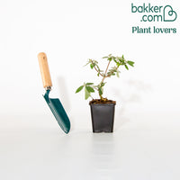 Vlinderstruik 'Flower Power'