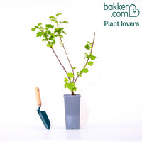 Aalbes 'Jonkheer van Tets'