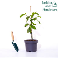 Magnolia 'Fairy White'