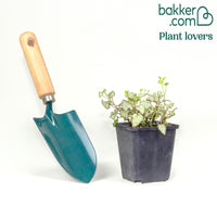 Gevlekte dovenetel 'Beacon Silver'