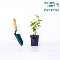 Dubbelbloemige sering - blauw