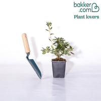 Japanse azalea - paars