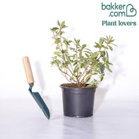 Japanse azalea - paars