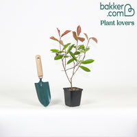 Glansmispel 'Red Robin' 9cm pot