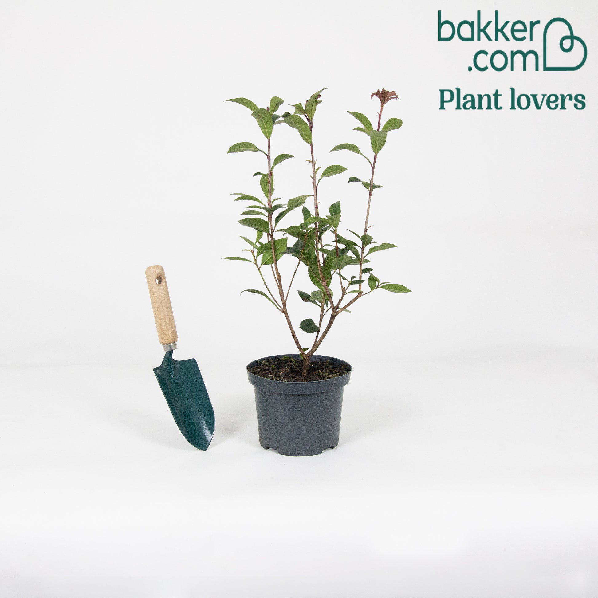 Glansmispel 'Red Robin' - Photinia fraseri red robin