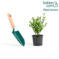 Japanse hulst 'Fastigiata'