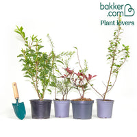 Voorjaarshagen collectie (x4)