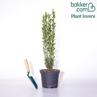 Japanse hulst 'Fastigiata'