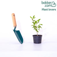 Caryopteris 'Heavenly Blue'