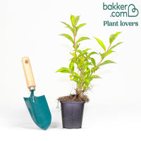 Weigelia 'Pink Princess'