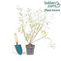 Caryopteris 'Heavenly Blue'