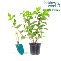 Weigelia 'Pink Princess'