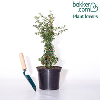 Vuurdoorn 'Saphyr® Orange Cadange'