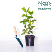 Sneeuwbal 'Gwenllian'