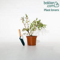 Lampepoetserplant 'Hot Pink'