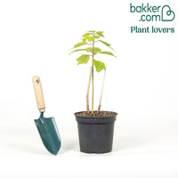 Alteastruik 'Tangri Planet ® Griotte Tangri'