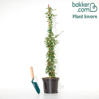 Vuurdoorn 'Saphyr® Rouge Cadrou'