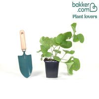 Kaukasische vergeet-mij-nietje