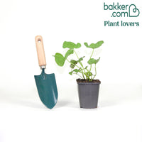 Dotterbloem - Water Goudsbloem