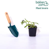 Slangenkruid 'Red Feathers'