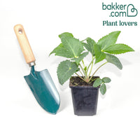 Corsicaanse Kerstroos