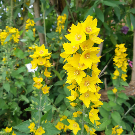 Wederik (x3) - Lysimachia punctata - Tuinplanten