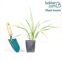 Struisriet 'Avalance'