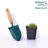 Blauw schapegras Gautier