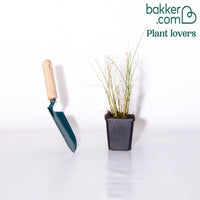 Prachtriet 'Gracillimus'