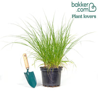 Lampenpoetsersgras 'Hameln'