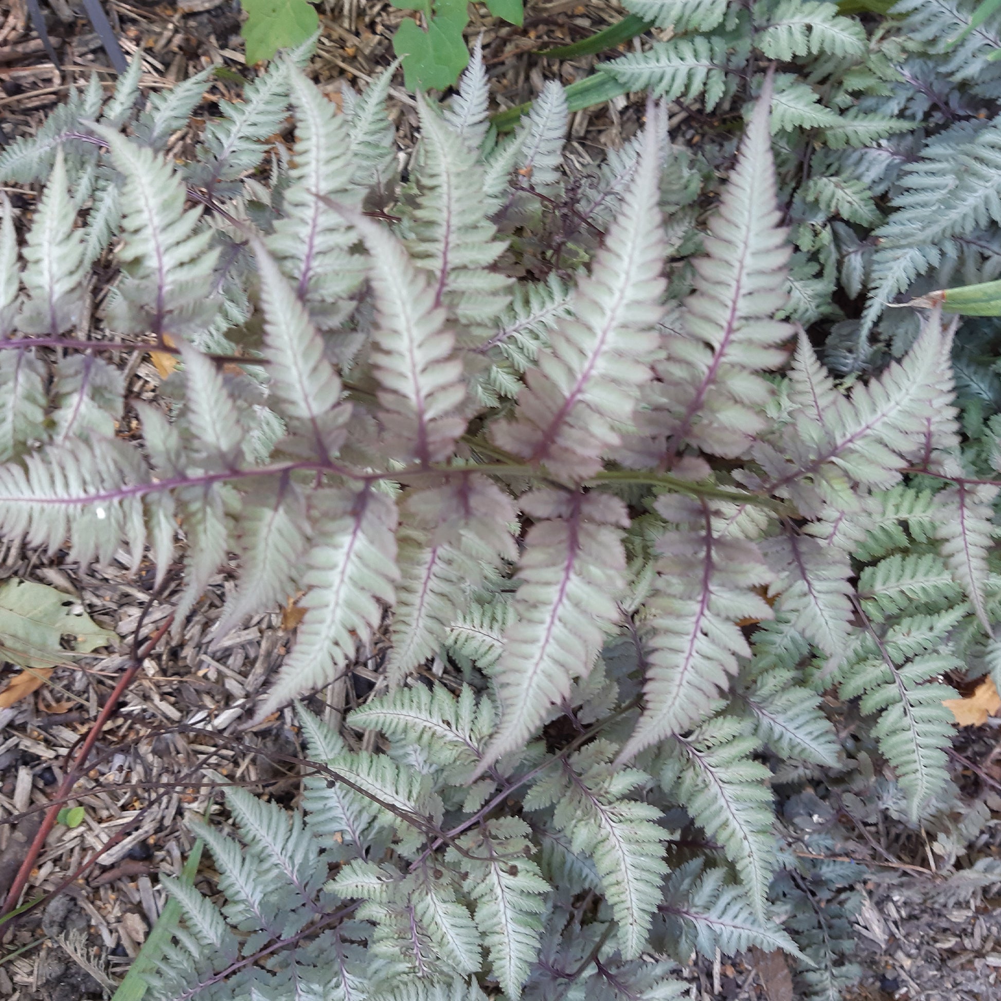 Japanse regenboogvaren - Athyrium niponicum var. pictum (metallicum) - Tuinplanten