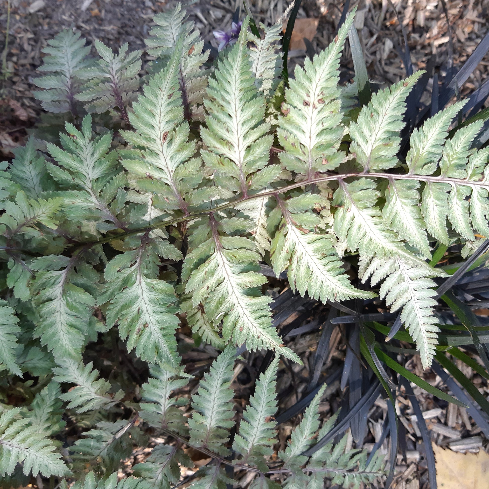 Japanse regenboogvaren - Athyrium niponicum var. pictum (metallicum) - Tuinplanten