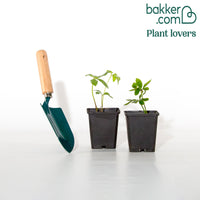 Nieskruid - dubbel wit gevlekt (x2)