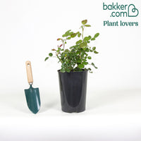 Trosroos 'Leonardo da Vinci'