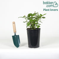 Struikroos Rosa 'Arthur Bell'