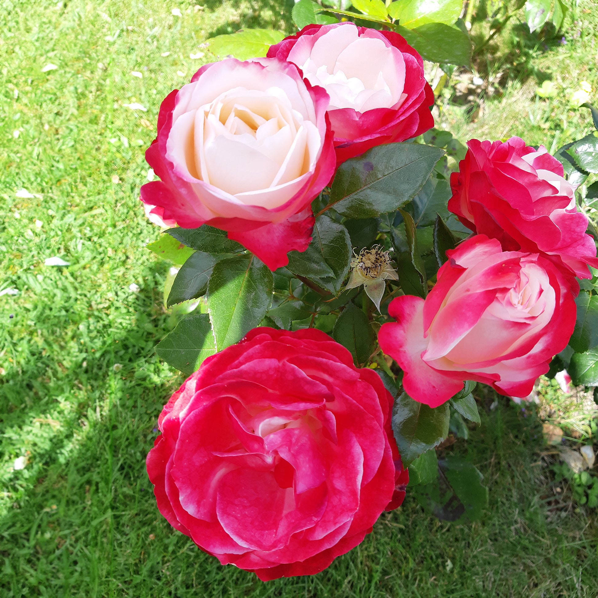 Grootbloemige roos 'Nostalgie' - Rosa nostalgie ® - Plantsoort