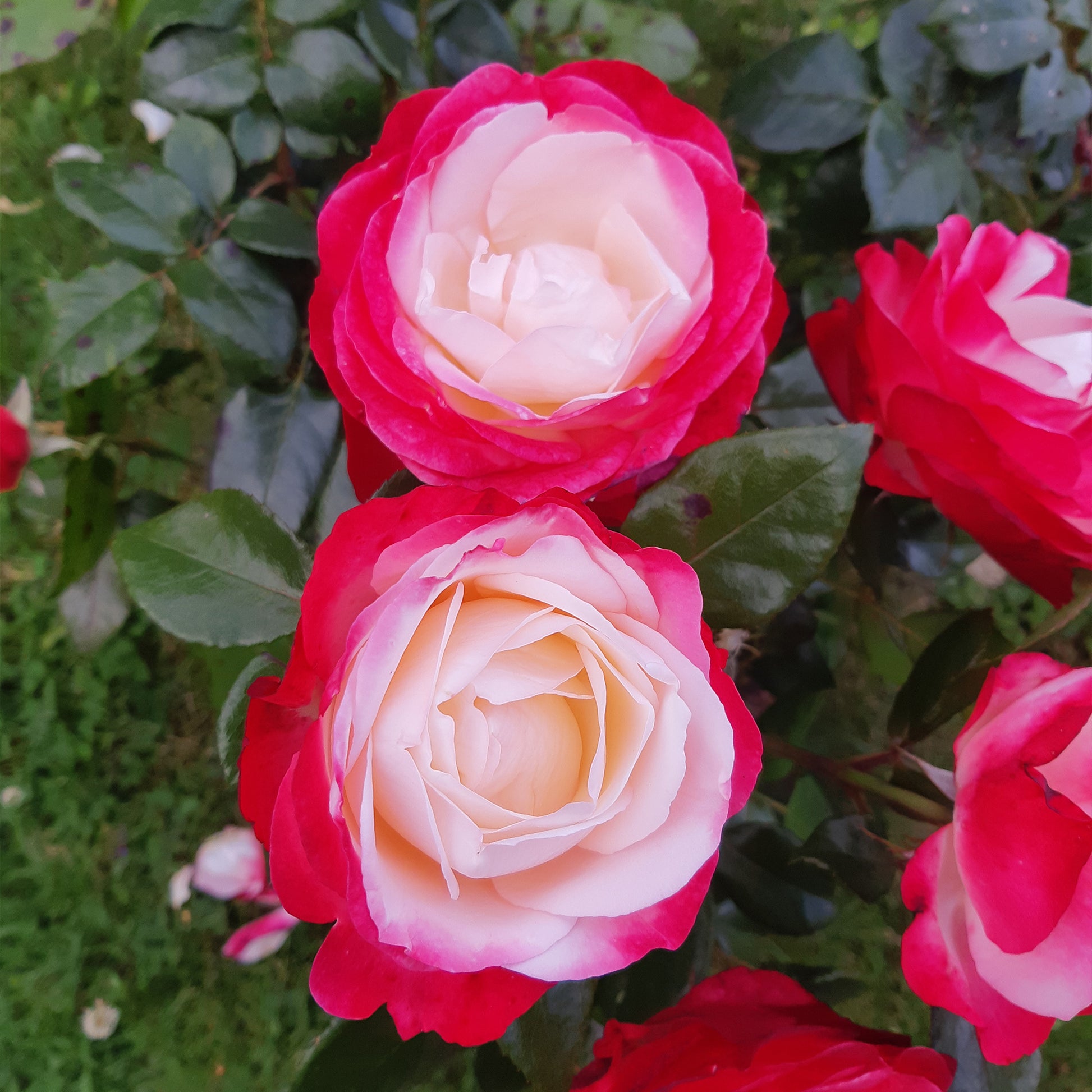 Grootbloemige roos 'Nostalgie' - Rosa nostalgie ® - Plantsoort