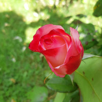Verkoop Grootbloemige roos 'Nostalgie' - Rosa Nostalgie ®