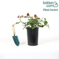 Klimroos 'Pierre de Ronsard'