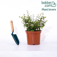 Grootbloemige Abelia 'Sunny Charm'®