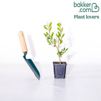 Lampepoetserplant 'Hot Pink'