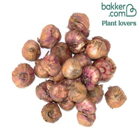 Gladiool 'Merlot Ice' (x25)