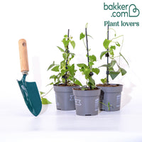 Suzanne-met-de-mooie-ogen Mix - roze + oranje + wit (x3)