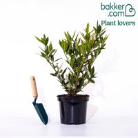 Laurierkers Otto Luyken