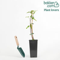 Henry Kamperfoelie - Lonicera henryi - Bakker