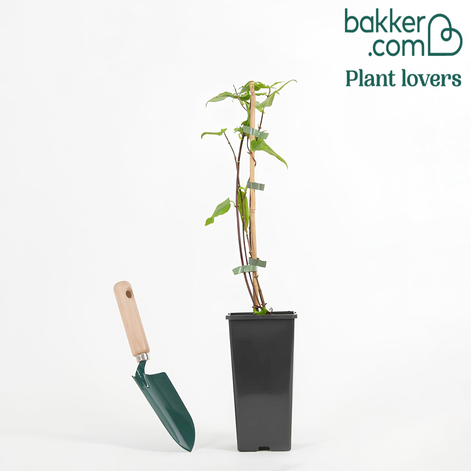 Henry Kamperfoelie - Lonicera henryi - Bakker