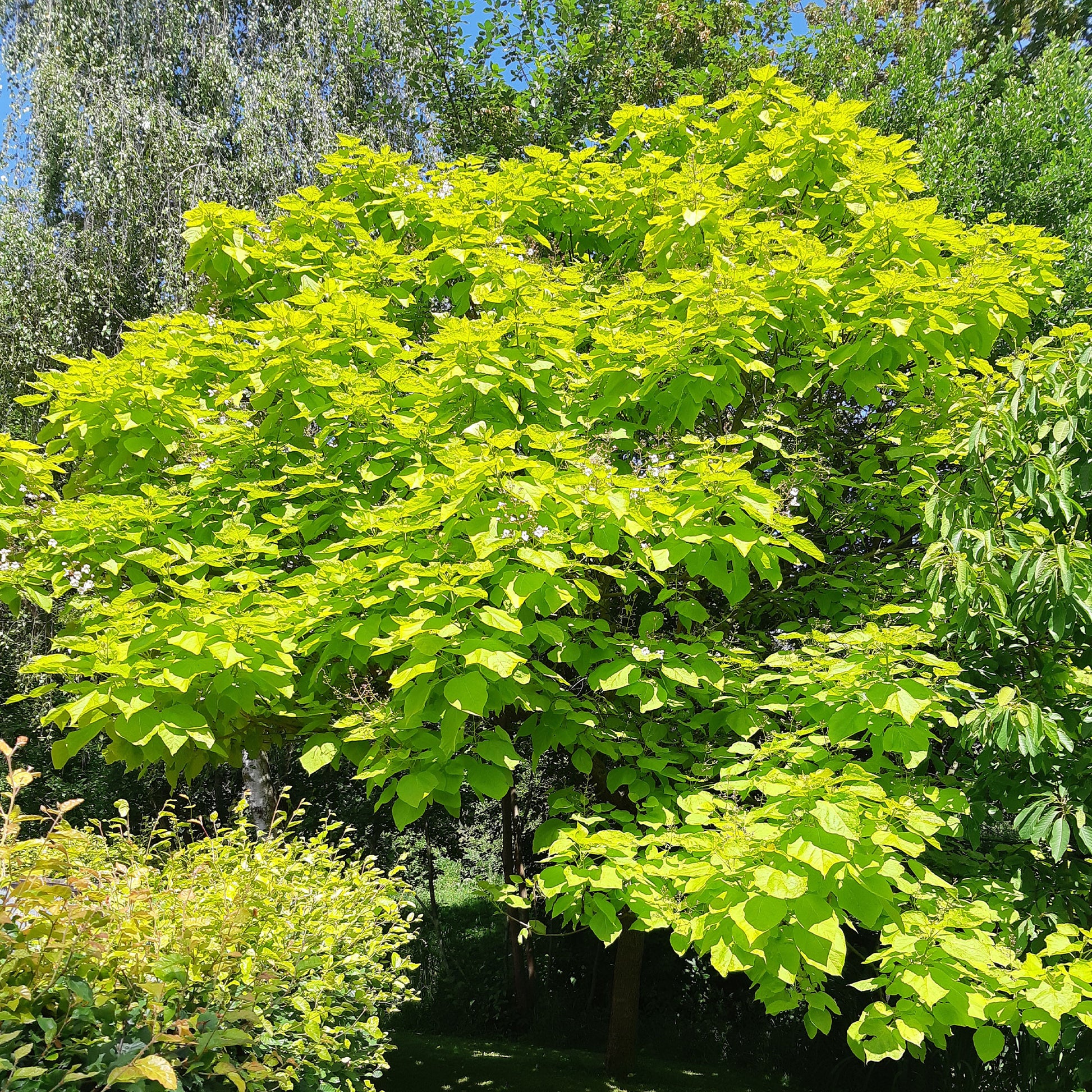 Gele Trompetboom - Catalpa bignonioides aurea - Tuinplanten